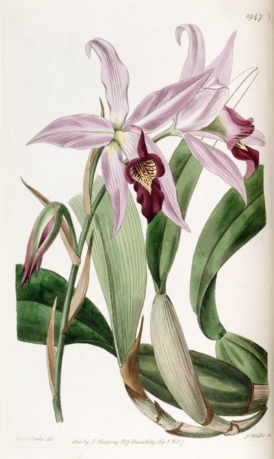 Laelia anceps (als syn. Laelia anceps var. barkeriana) von Miss Drake